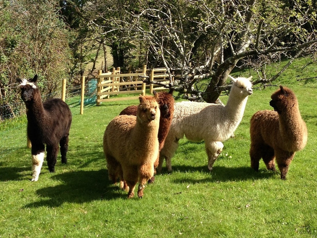 Ben, John, Hector, Sammy and David are our alpacas